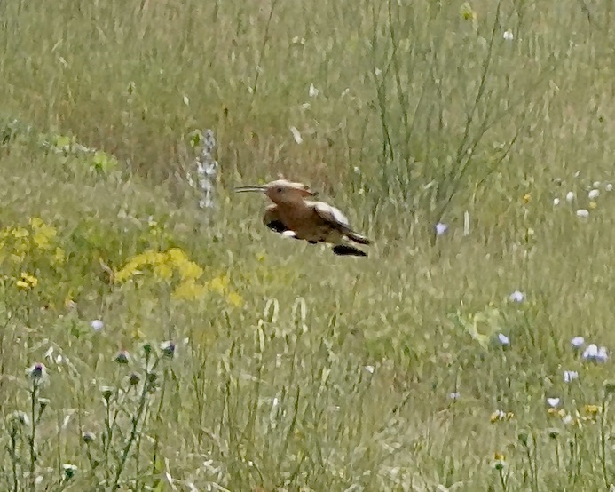 hoopoe